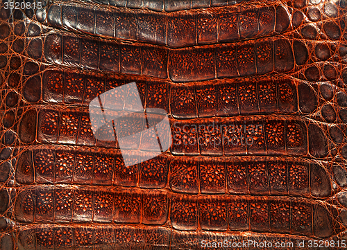 Image of Alligator leather