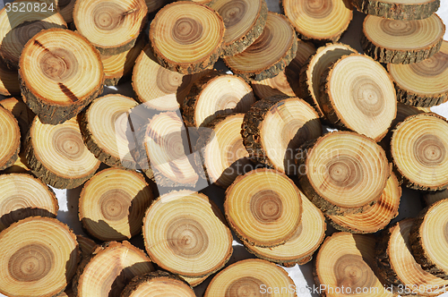 Image of Wood slices