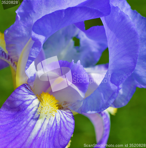 Image of Iris flower