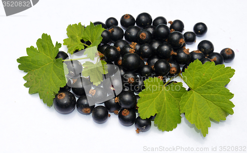 Image of Blackcurrant