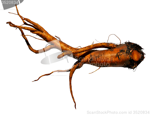 Image of Yellow dock root