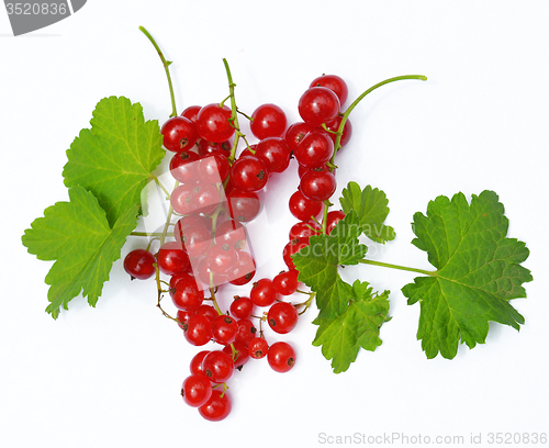 Image of Redcurrant