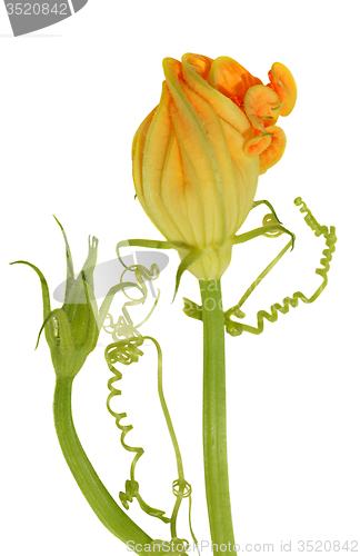 Image of Yellow courgette blossoms with tendril