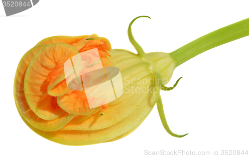 Image of Yellow courgette blossoms