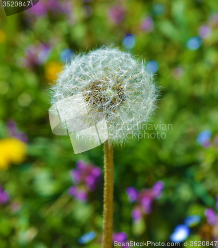 Image of Dandelion