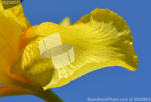 Image of Iris flower