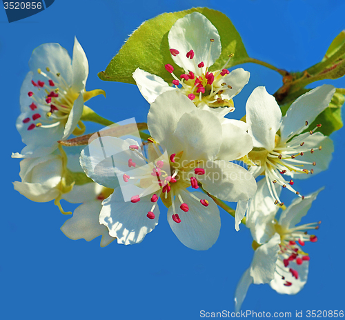 Image of Spring