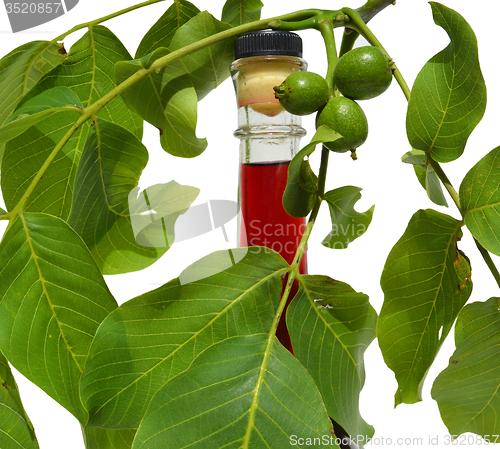 Image of Green young walnuts