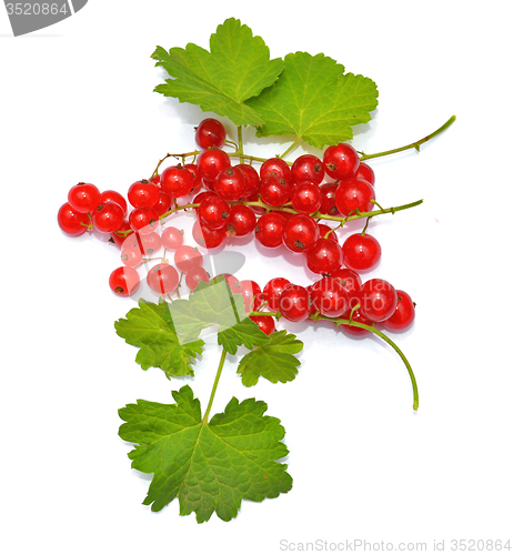 Image of Redcurrant