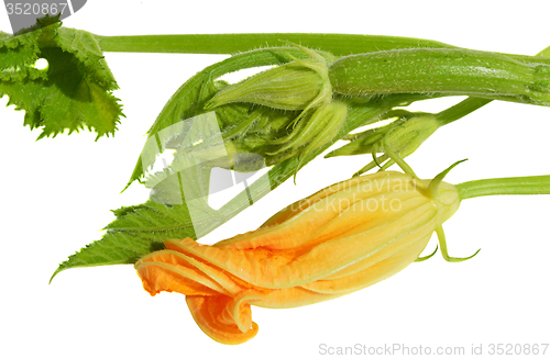 Image of Yellow courgette blossoms