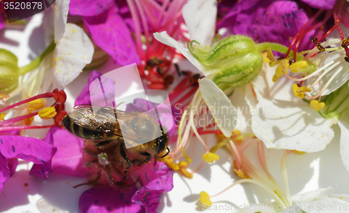 Image of Bee collects pollen