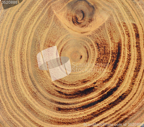 Image of Wood slice