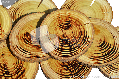 Image of Wood slices