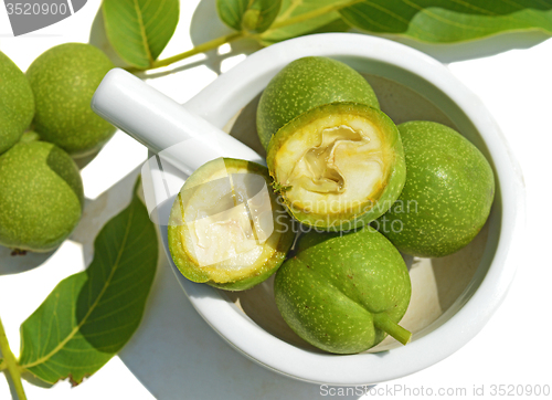 Image of Green young walnuts in husks