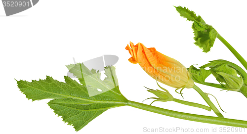 Image of Yellow courgette blossoms