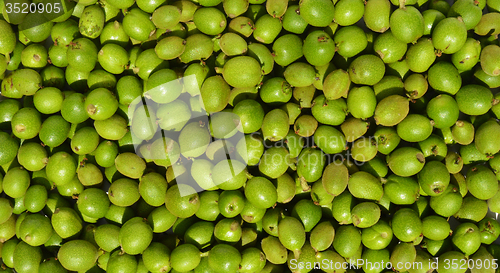 Image of Green young walnuts