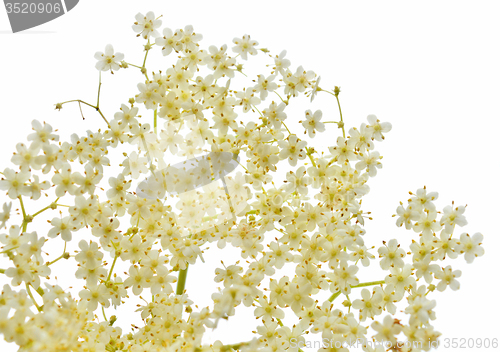 Image of Blossom elderberry