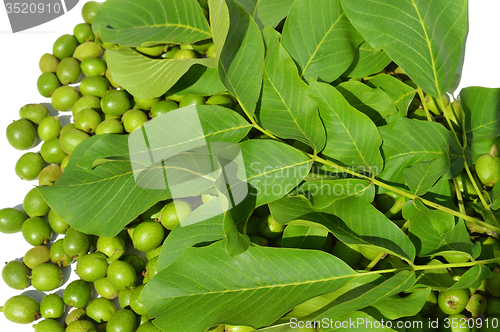 Image of Green young walnuts