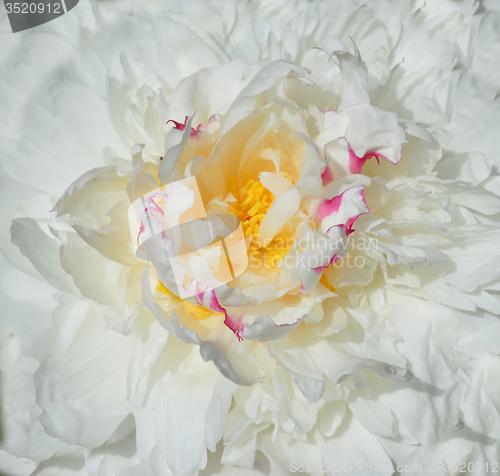 Image of White peony