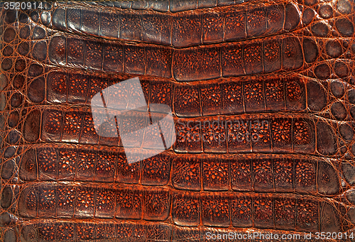 Image of Alligator leather