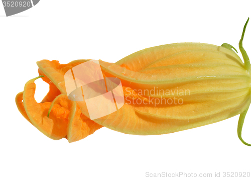 Image of Yellow courgette blossoms