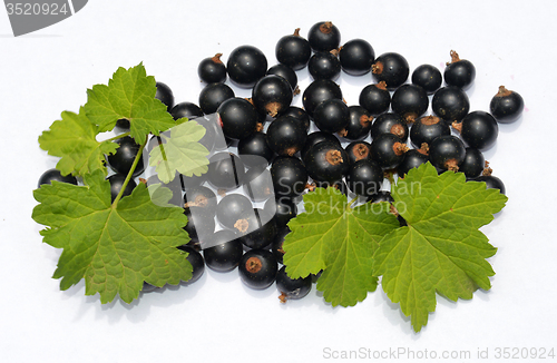 Image of Blackcurrant