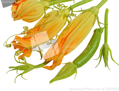 Image of Yellow courgette blossoms