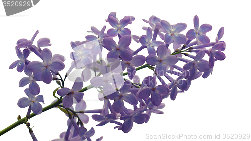 Image of Lilac