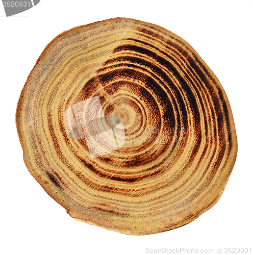 Image of Wood slices