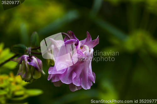 Image of pink columbine