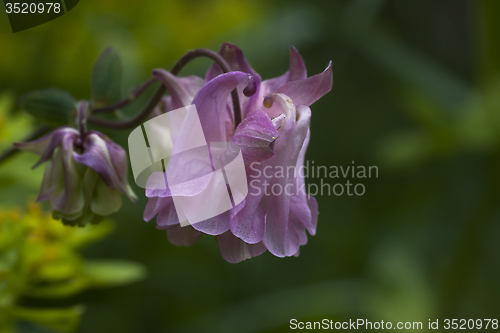 Image of pink columbine