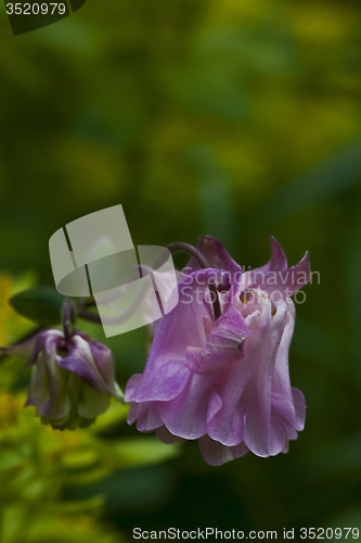 Image of pink columbine