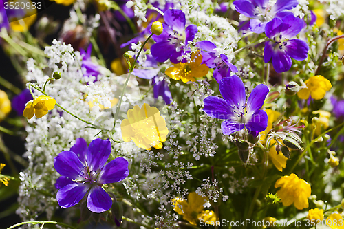 Image of summer flowers