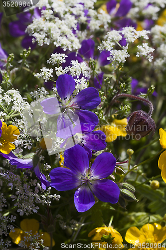 Image of summer flowers