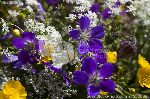 Image of summer flowers