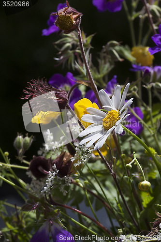 Image of summer flowers