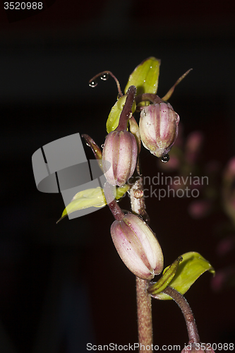 Image of turk´s cap lily