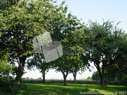 Image of apple orchard