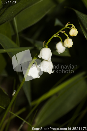 Image of lily of the valley