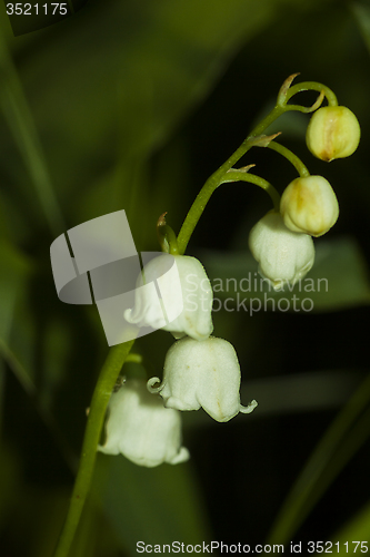 Image of lily of the valley