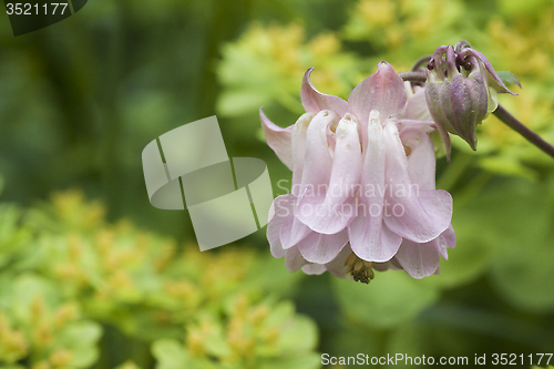 Image of pink columbine