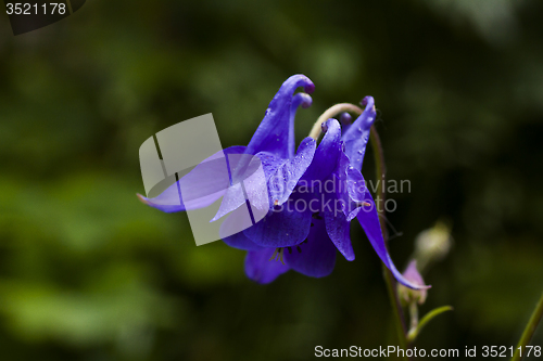 Image of blue columbine