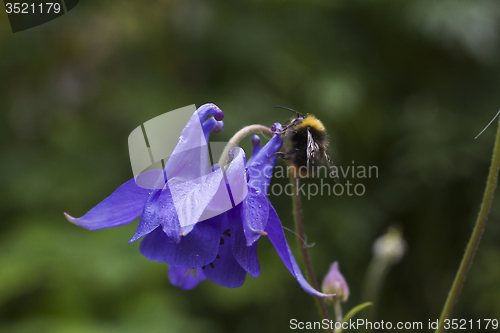 Image of blue columbine