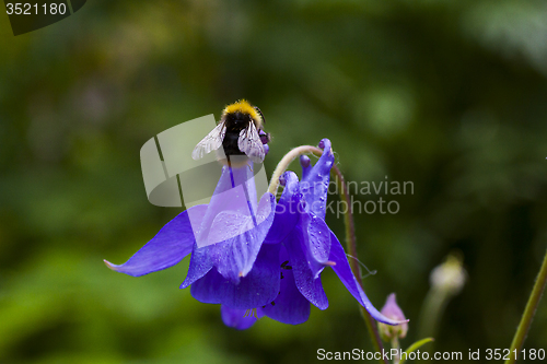 Image of columbine