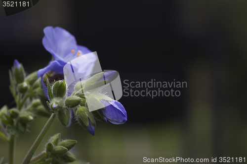 Image of greek valerian