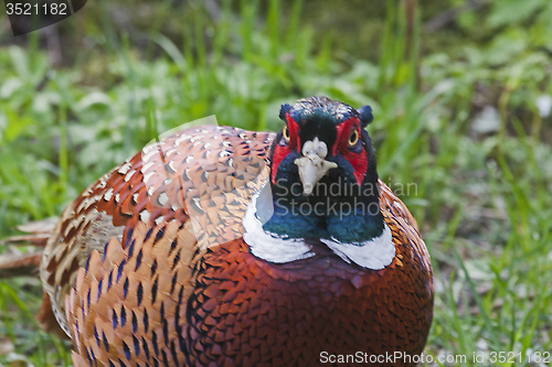 Image of pheasant cock