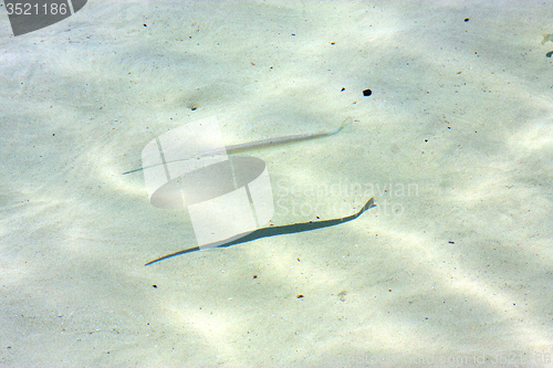 Image of   fish   isla contoy         in mexico  