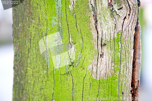 Image of in england   and abstract wood texture