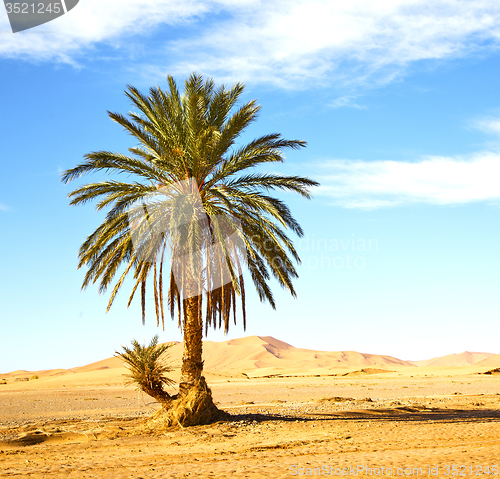 Image of palm in the  desert oasi morocco sahara africa dune
