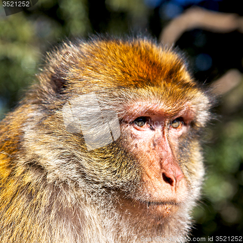 Image of old monkey in africa morocco and natural background fauna close 